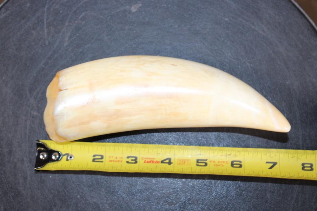 Big Polished Pre 1972 SPERM WHALE Tooth - 6
