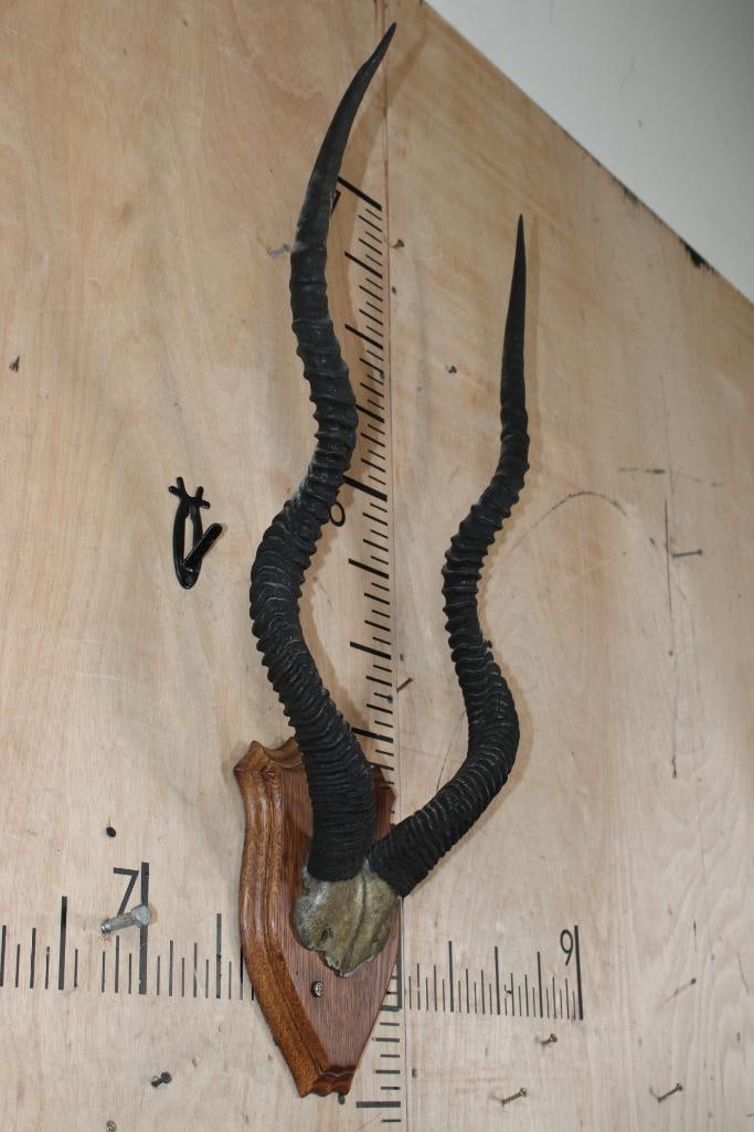 *TEXAS RESIDENTS ONLY* ADDAX Horns on a Skull Cap and Wood Plaque - 2