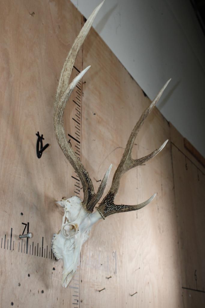 6-Point AXIS DEER Skull - 2