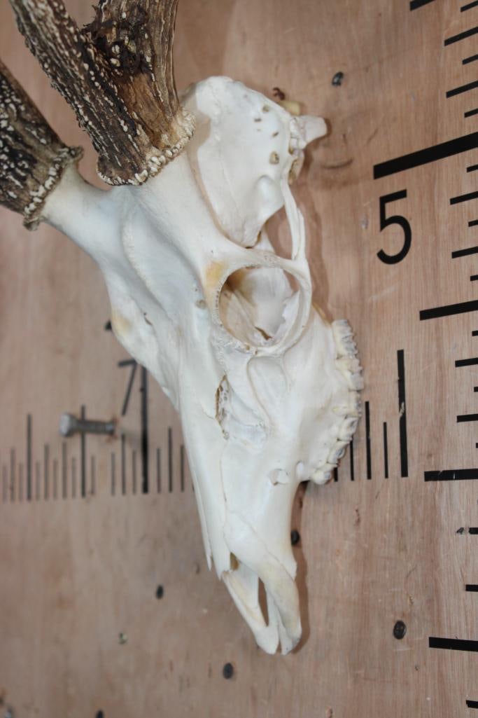 6-Point AXIS DEER Skull - 4