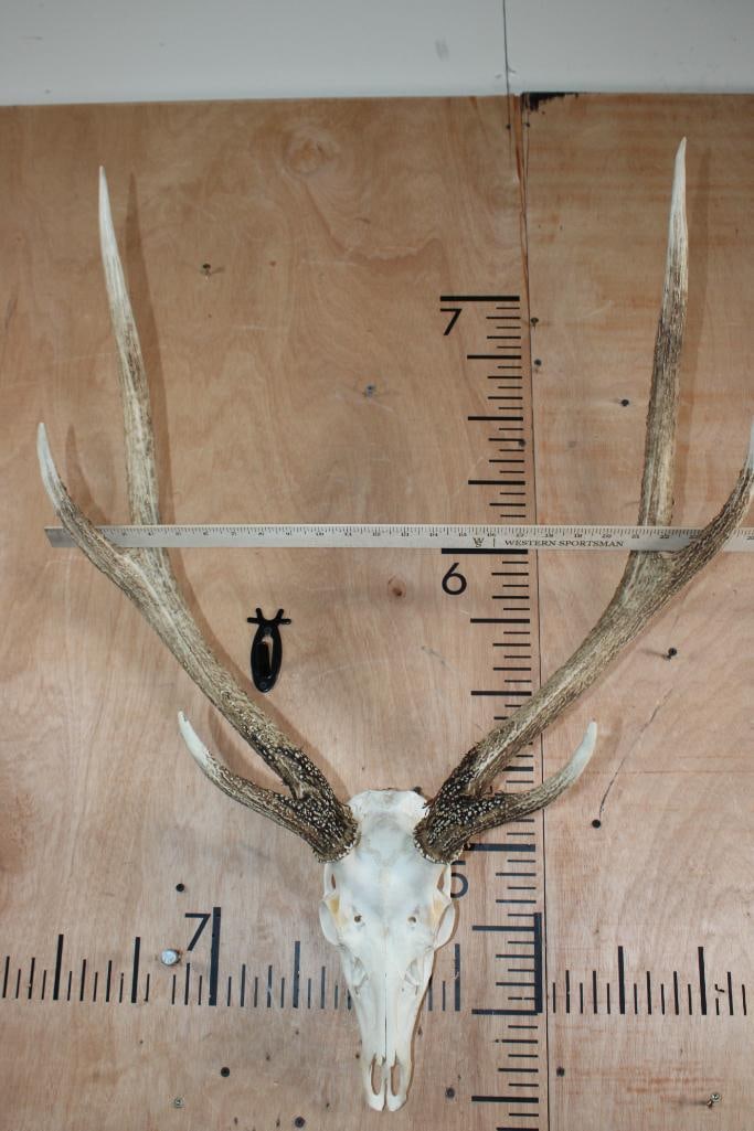 6-Point AXIS DEER Skull - 7