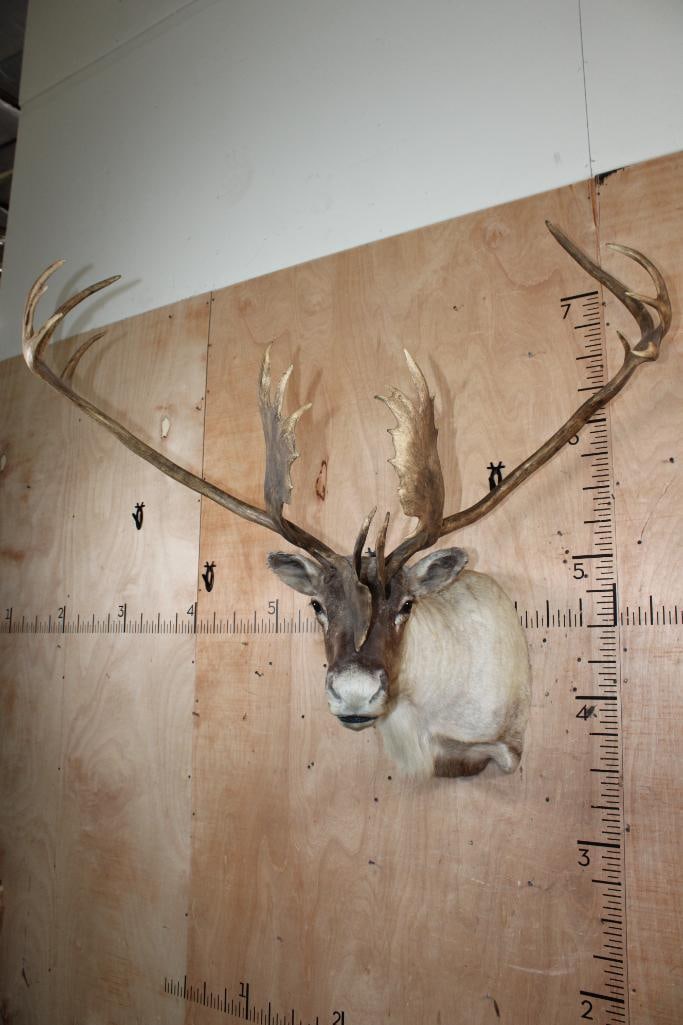 Big 23-Point CARIBOU Shoulder Mount - 2