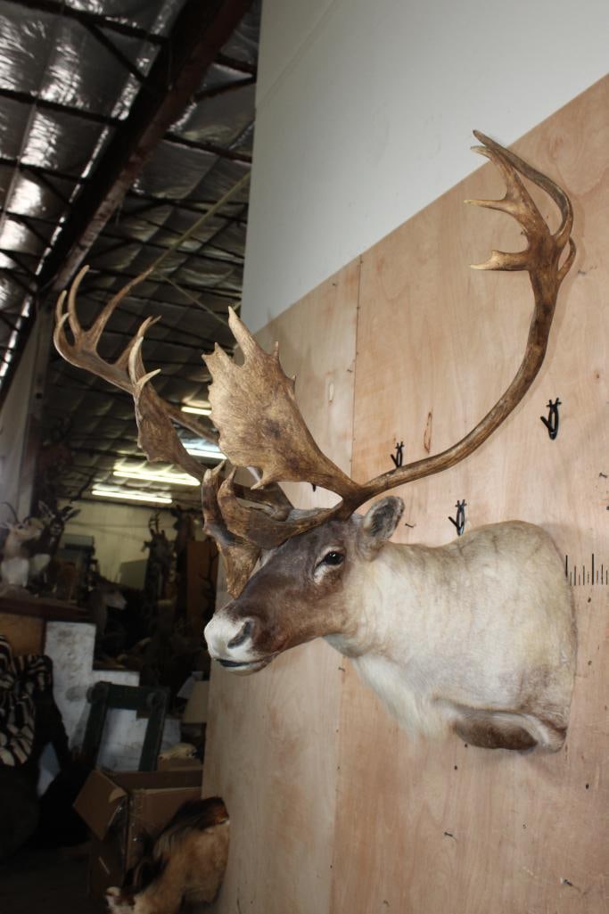 Big 23-Point CARIBOU Shoulder Mount - 3