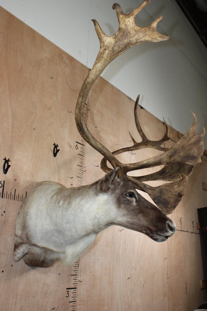 Big 23-Point CARIBOU Shoulder Mount - 4