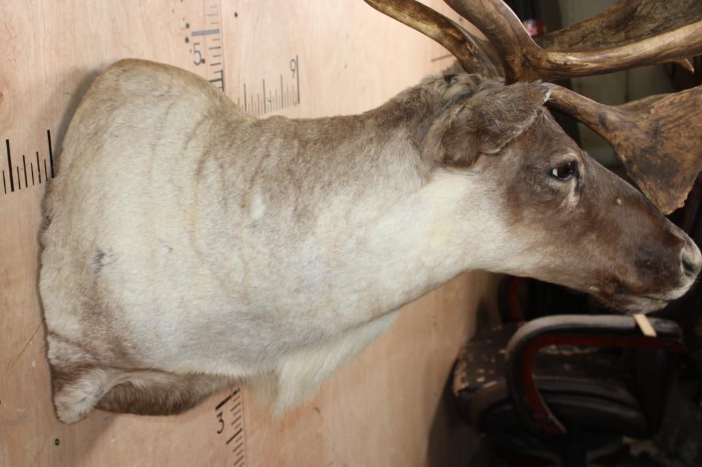 Big 23-Point CARIBOU Shoulder Mount - 5