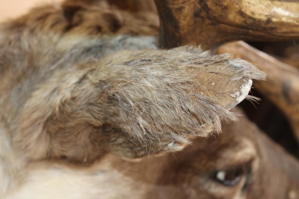 Big 23-Point CARIBOU Shoulder Mount - 6