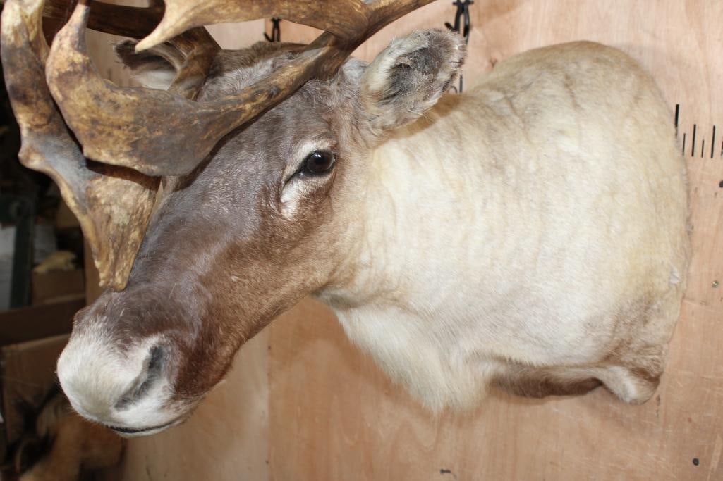 Big 23-Point CARIBOU Shoulder Mount - 7