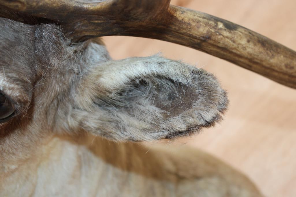 Big 23-Point CARIBOU Shoulder Mount - 8