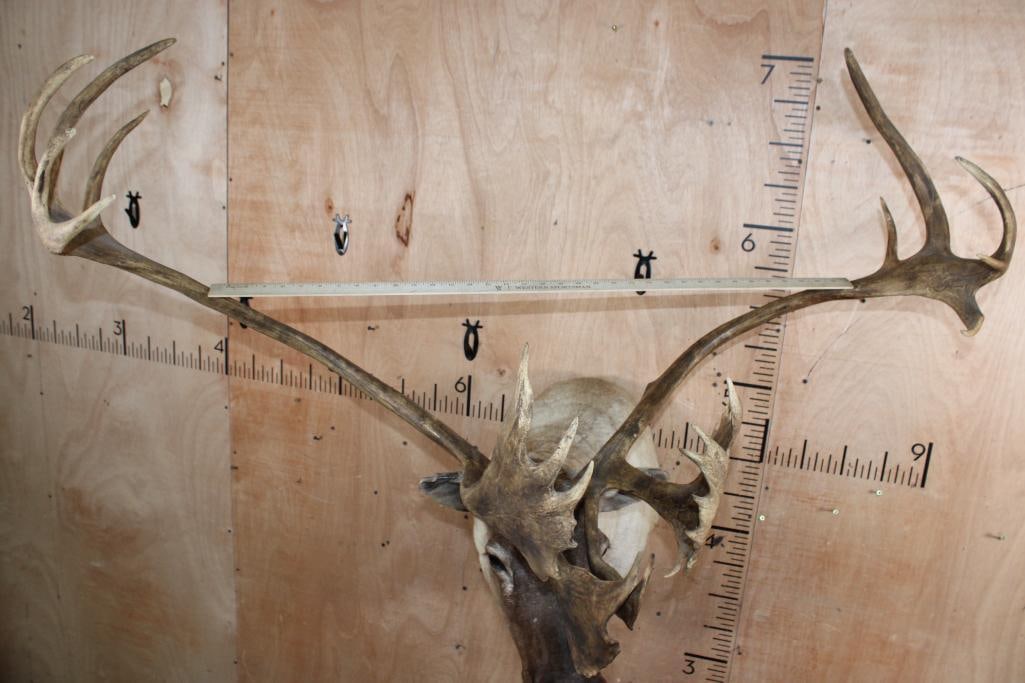 Big 23-Point CARIBOU Shoulder Mount - 9