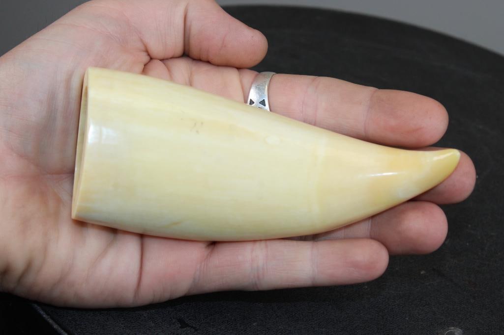 Pre 1972 Polished SPERM WHALE Tooth with a Cut Base to Stand or Display: Old Authentic Pre 1972 Polished SPERM WHALE Tooth. It measures 6 1/8" Long (along the outside curve, 5" Tall) x 2 1/8" Wide x 1 5/8" Thick (at the base). It has a Cut Base, it will stand alone or to a