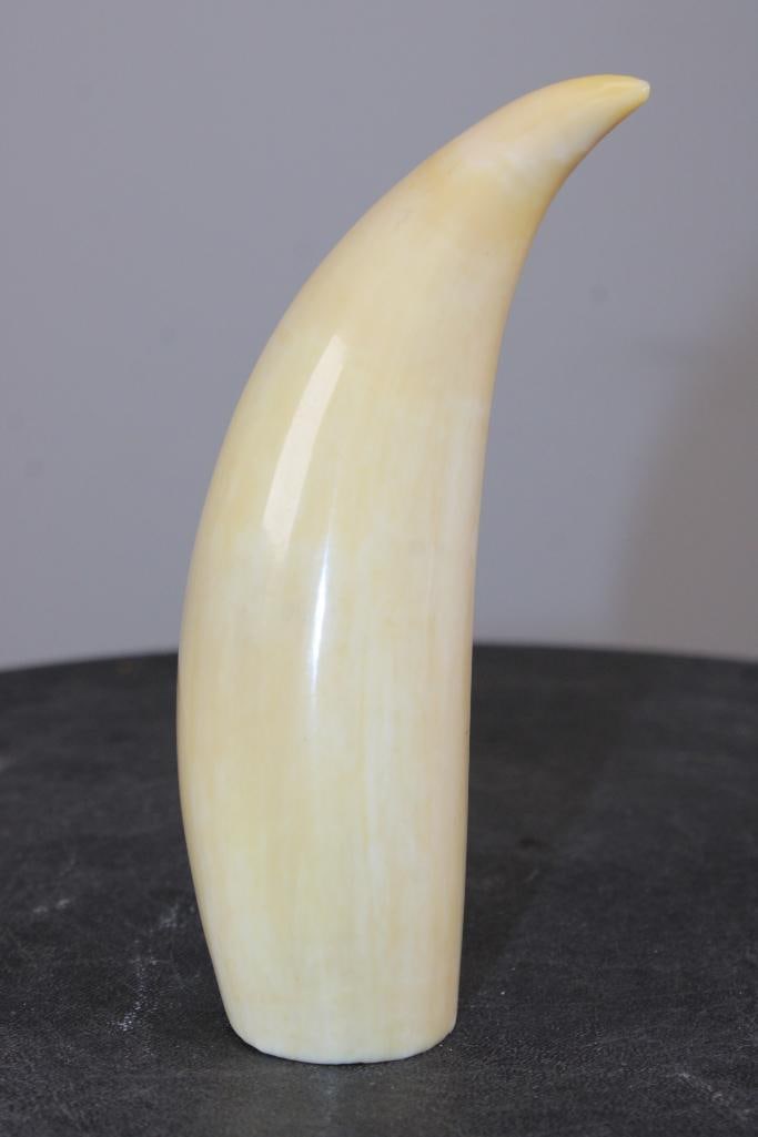 Pre 1972 Polished SPERM WHALE Tooth with a Cut Base to Stand or Display - 2