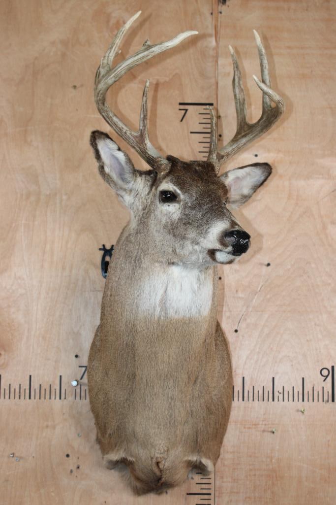 9-Point WHITETAIL DEER Shoulder Mount - 2