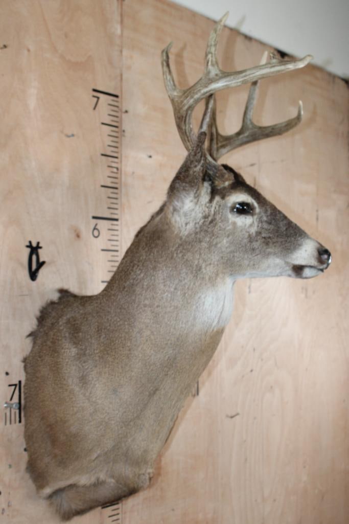 9-Point WHITETAIL DEER Shoulder Mount - 3