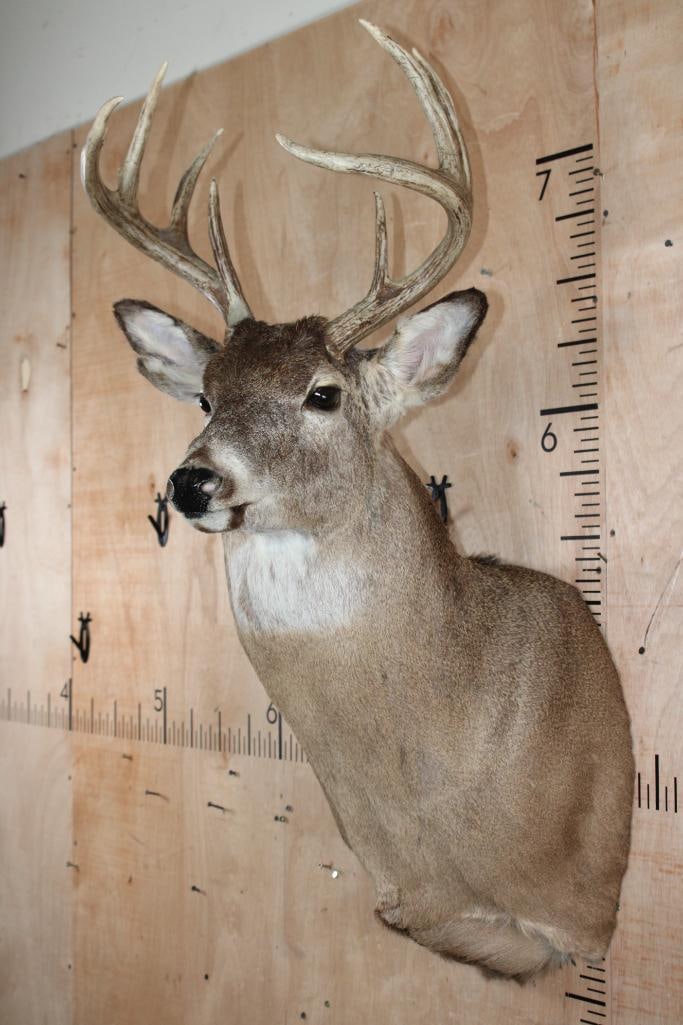 9-Point WHITETAIL DEER Shoulder Mount - 4