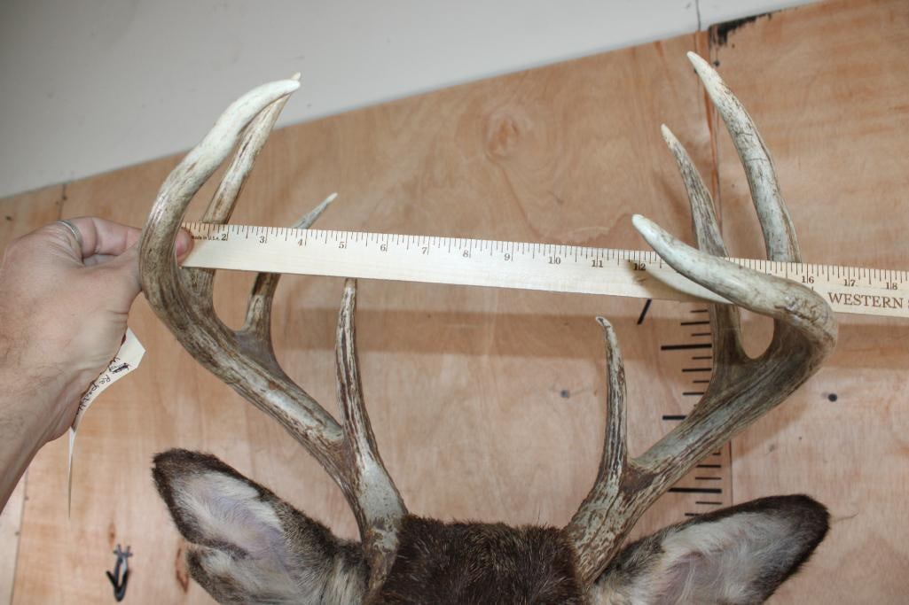 9-Point WHITETAIL DEER Shoulder Mount - 5