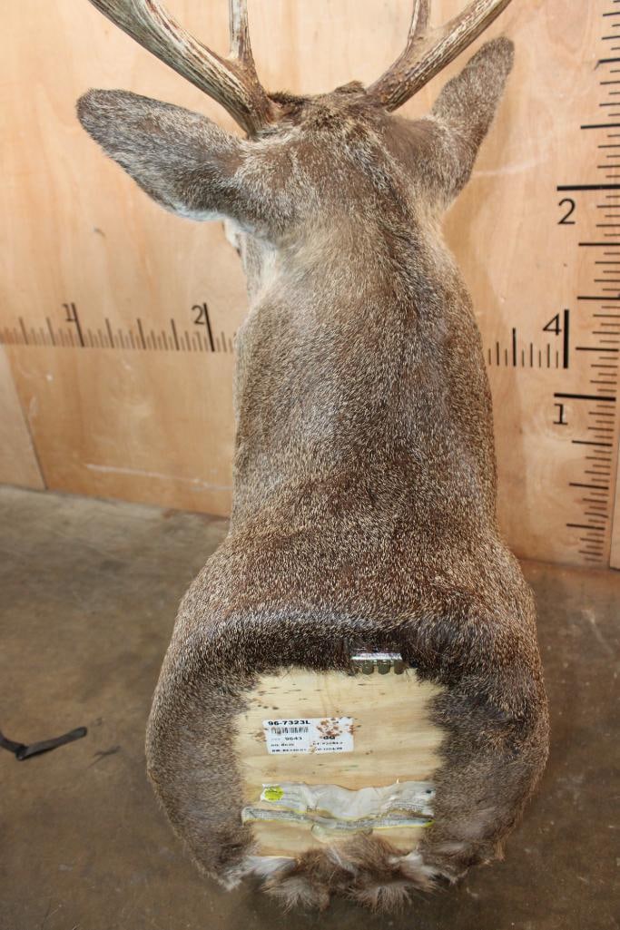 9-Point WHITETAIL DEER Shoulder Mount - 6