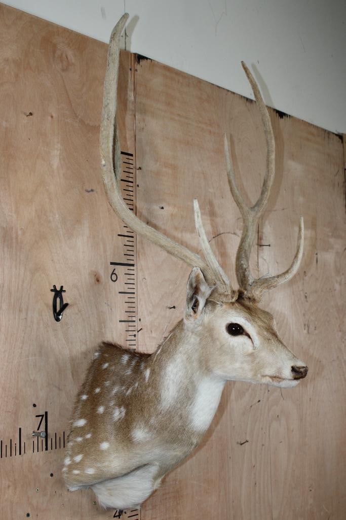AXIS DEER Shoulder Mount in "Velvet" - 2