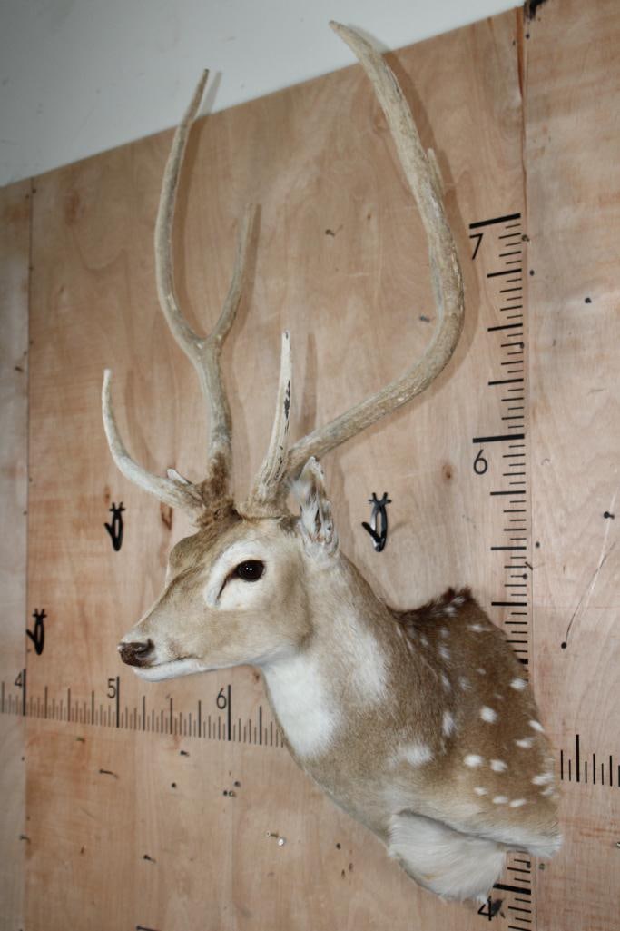 AXIS DEER Shoulder Mount in "Velvet" - 3