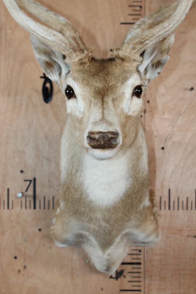 AXIS DEER Shoulder Mount in "Velvet" - 4