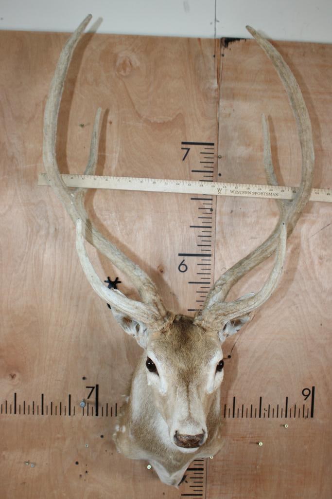 AXIS DEER Shoulder Mount in "Velvet" - 5