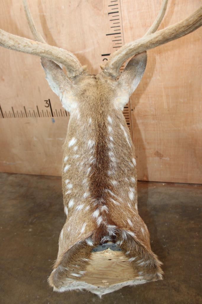 AXIS DEER Shoulder Mount in "Velvet" - 6