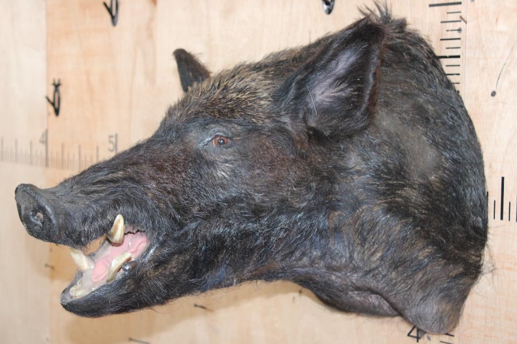 WILD HOG or BOAR Shoulder Mount - 2