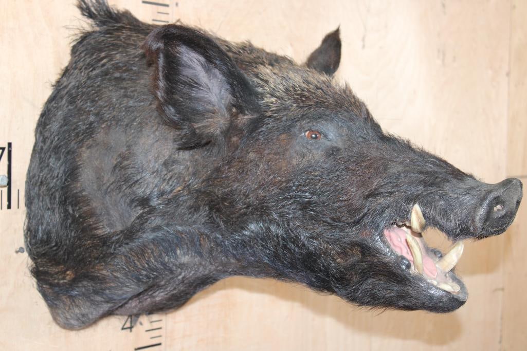 WILD HOG or BOAR Shoulder Mount - 3
