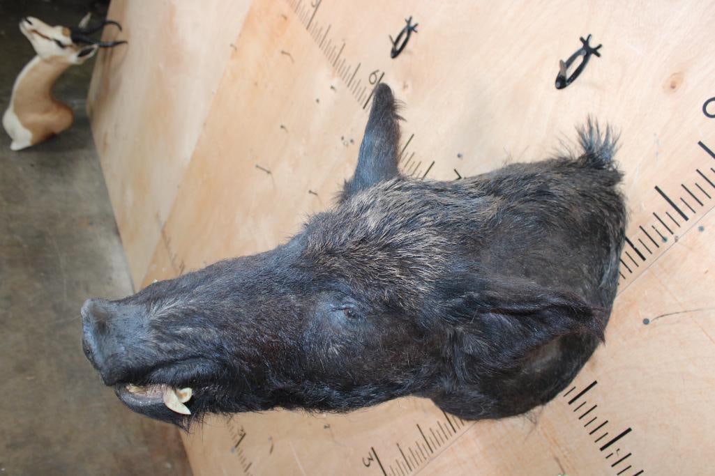WILD HOG or BOAR Shoulder Mount - 4