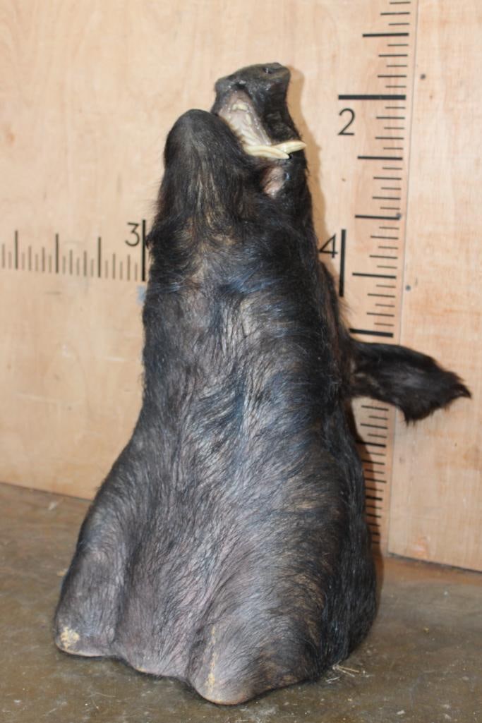 WILD HOG or BOAR Shoulder Mount - 5