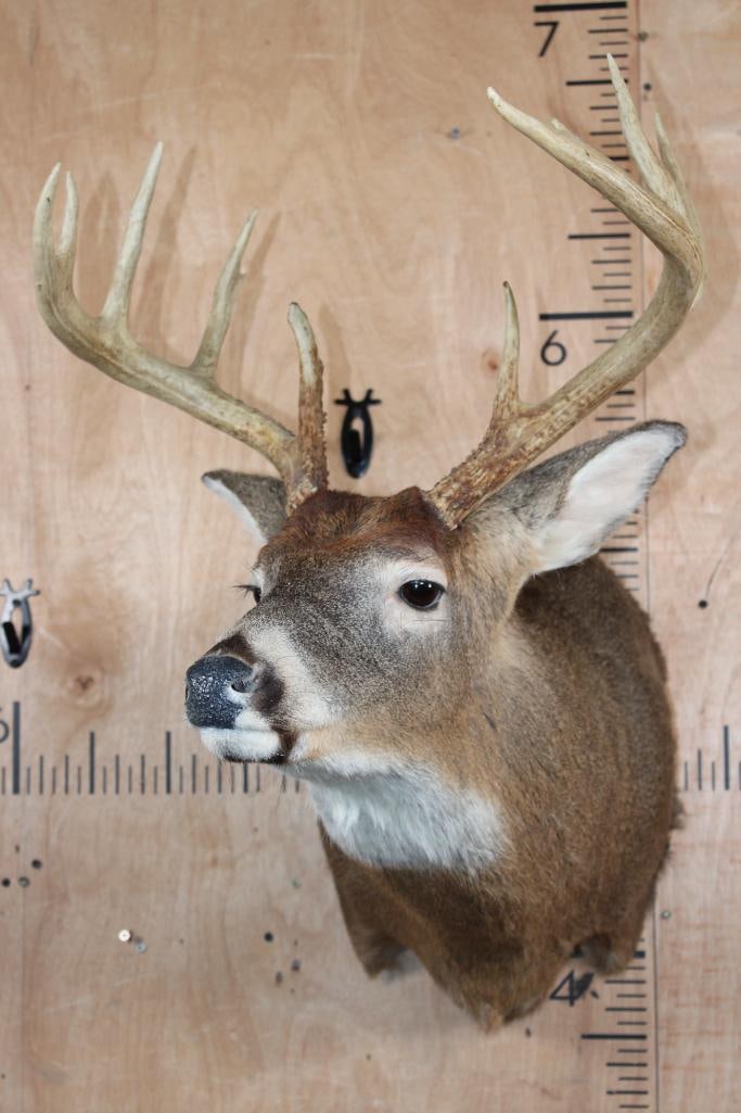 9-Point WHITETAIL DEER Shoulder Mount - 2