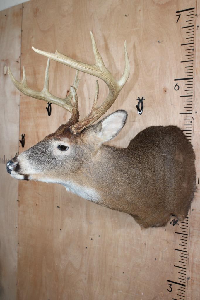 9-Point WHITETAIL DEER Shoulder Mount - 3
