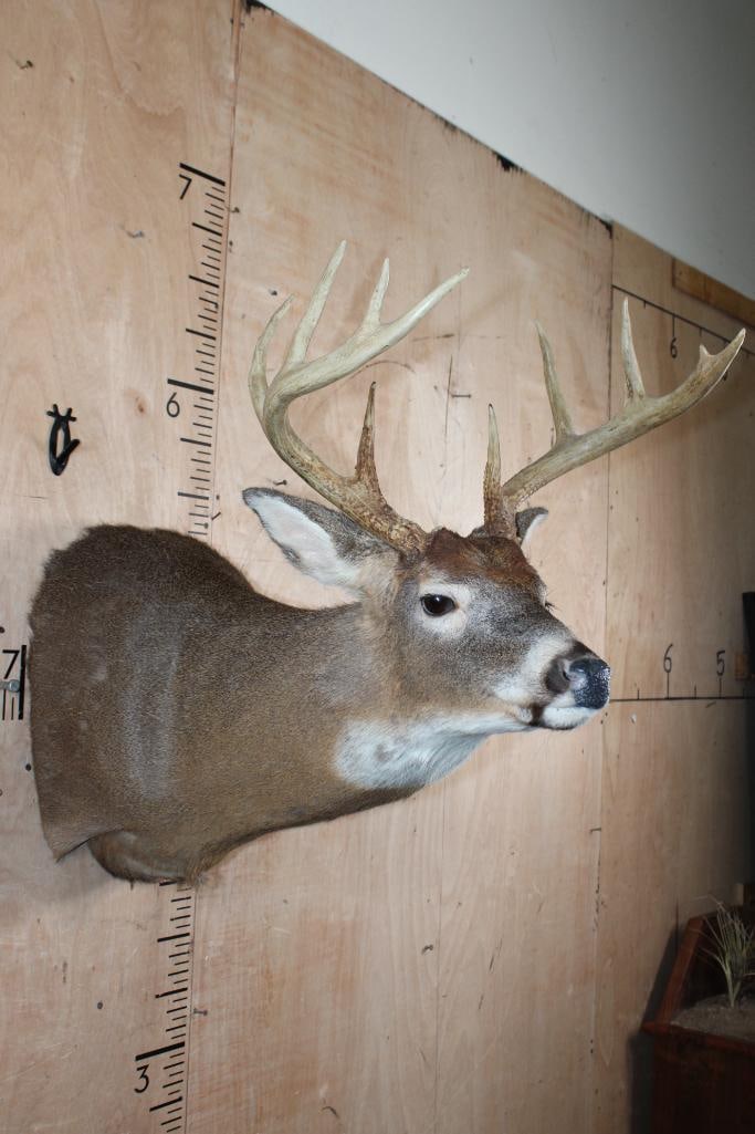 9-Point WHITETAIL DEER Shoulder Mount - 4