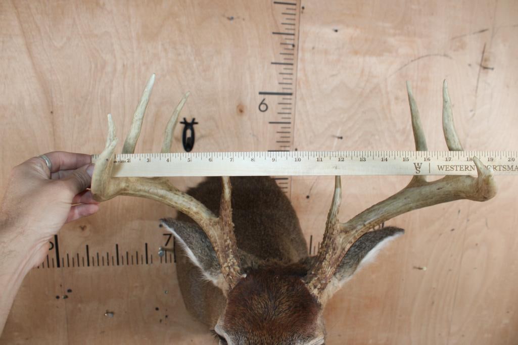 9-Point WHITETAIL DEER Shoulder Mount - 5