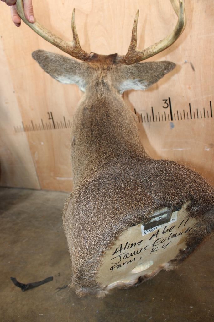 9-Point WHITETAIL DEER Shoulder Mount - 6