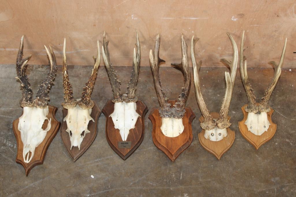 (6) Euro Cut ROE DEER Skulls and Skull Caps Mounted on Wood Plaques: 6 Euro Cut ROE DEER Skulls and Skull Caps Mounted on Wood Plaques. TAXIDERMY SKULLS 