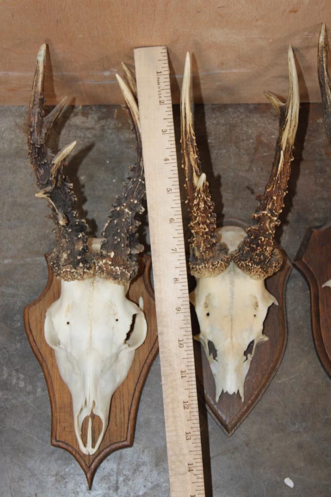 (6) Euro Cut ROE DEER Skulls and Skull Caps Mounted on Wood Plaques - 2