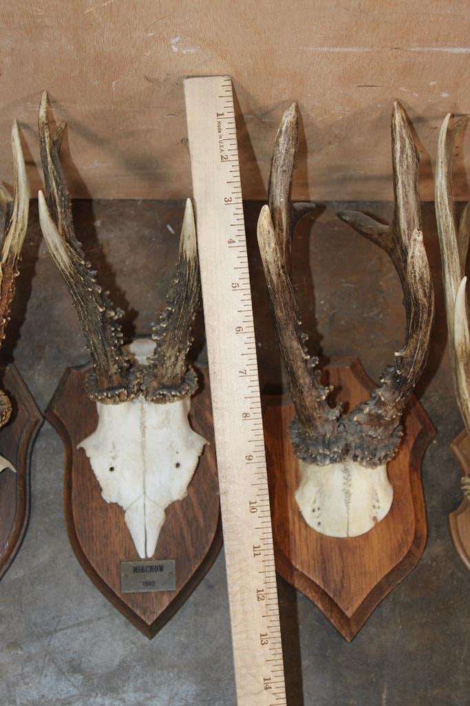 (6) Euro Cut ROE DEER Skulls and Skull Caps Mounted on Wood Plaques - 3