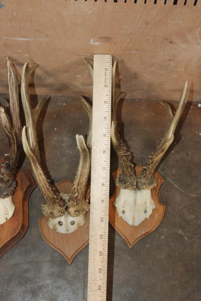 (6) Euro Cut ROE DEER Skulls and Skull Caps Mounted on Wood Plaques - 4