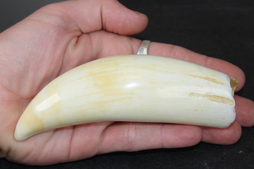 Pre 1972 Polished SPERM WHALE Tooth: Old Authentic Pre 1972 Polished SPERM WHALE Tooth. It measures 7" Long (around the outside curve) x 2" Wide x 1.5" Thick (at the base) and it Weighs 10 oz. This is a beautiful shiny specimen with a gr