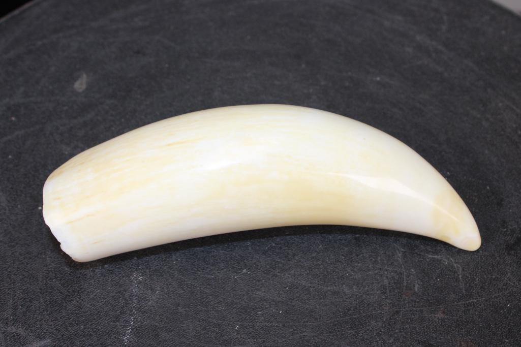 Pre 1972 Polished SPERM WHALE Tooth - 2