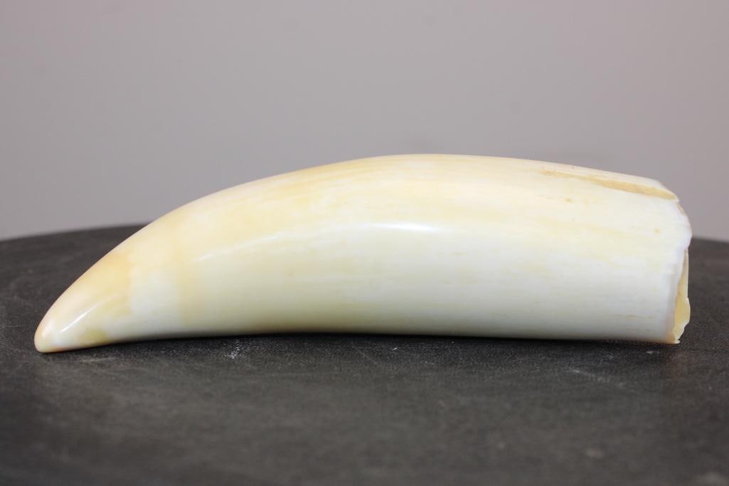 Pre 1972 Polished SPERM WHALE Tooth - 4