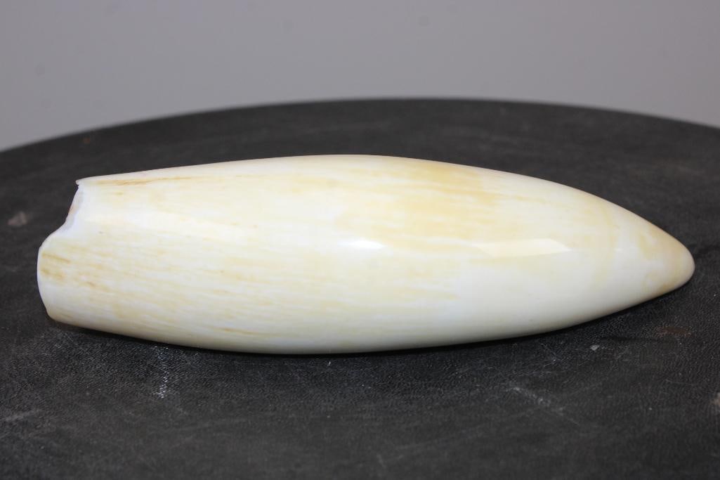 Pre 1972 Polished SPERM WHALE Tooth - 5