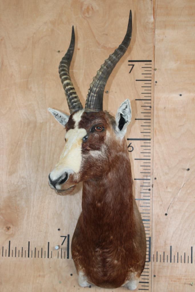 Big BONTEBOK Shoulder Mount with Removable Horns - 2