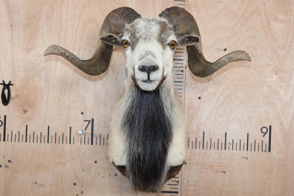CORSICAN SHEEP Ram Shoulder Mount (1 of 5)