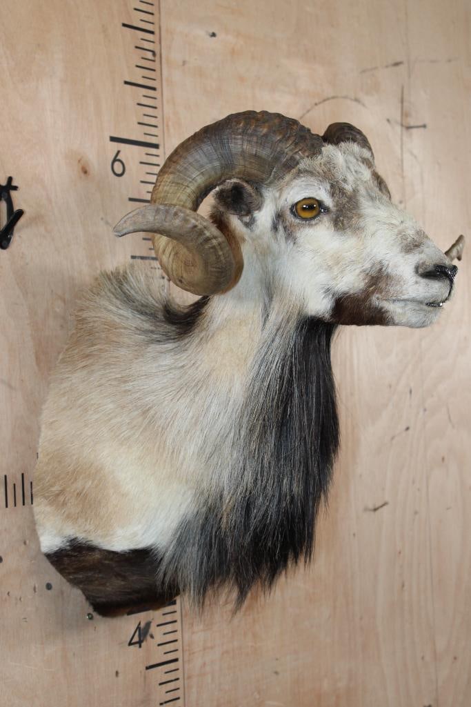 CORSICAN SHEEP Ram Shoulder Mount - 2