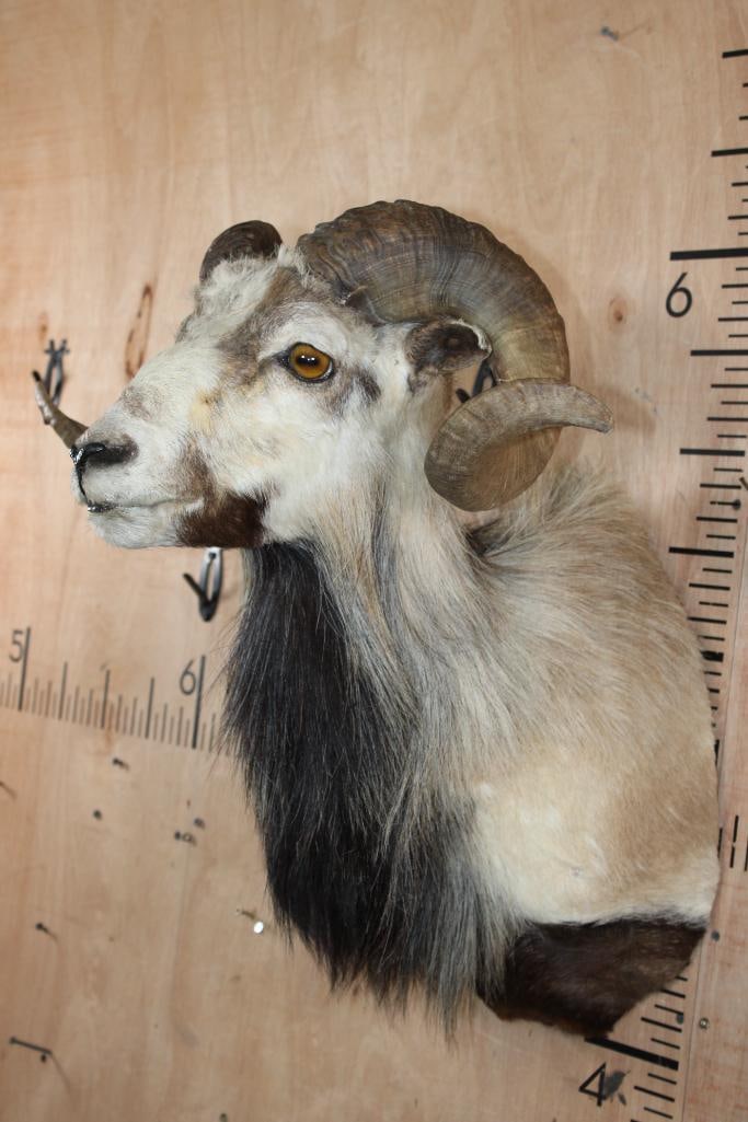CORSICAN SHEEP Ram Shoulder Mount - 3