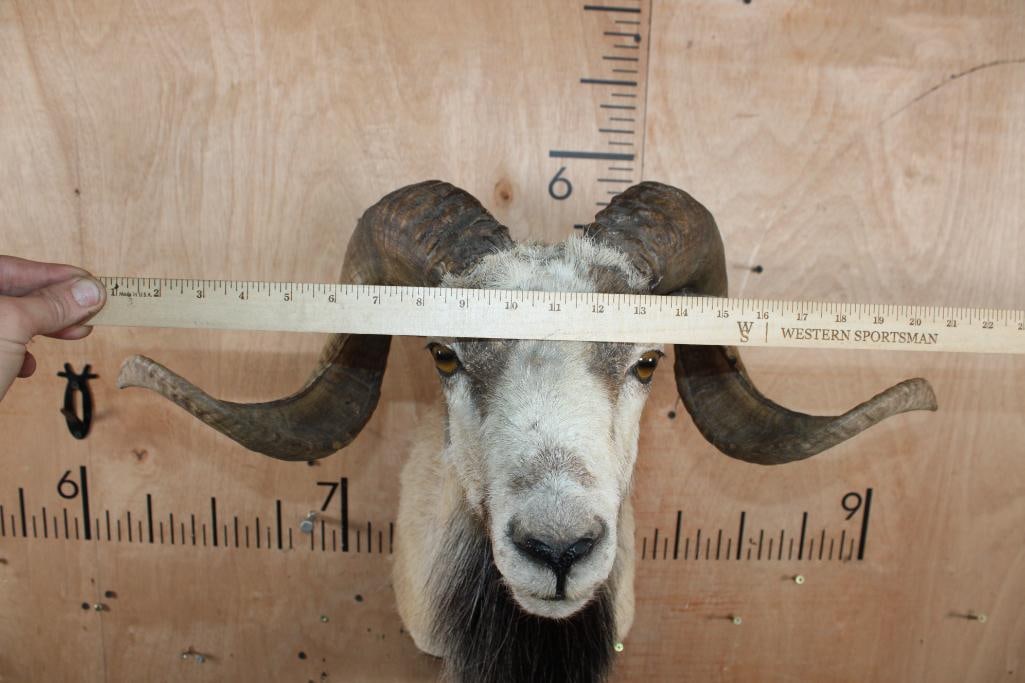 CORSICAN SHEEP Ram Shoulder Mount - 4