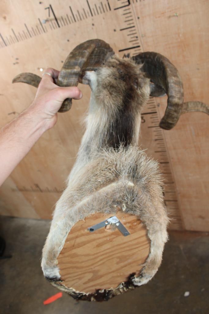 CORSICAN SHEEP Ram Shoulder Mount - 5