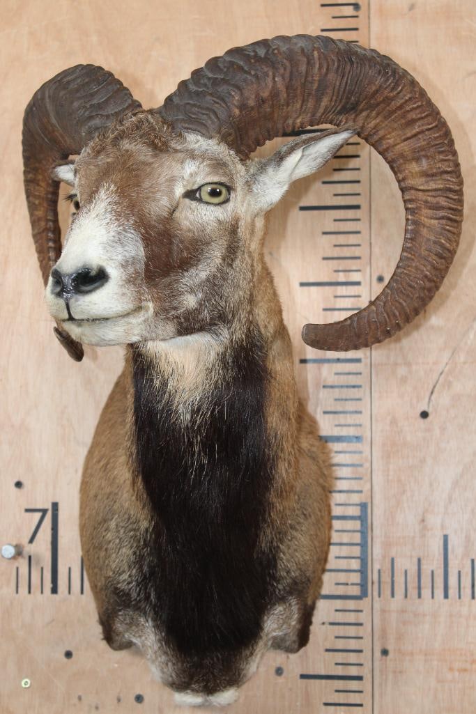 MOUFLON Shoulder Mount - 2