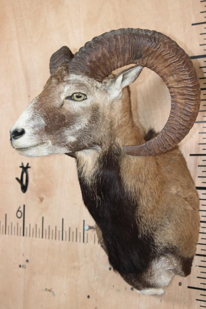 MOUFLON Shoulder Mount - 3